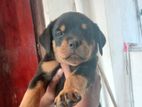 Rotweiler Puppys