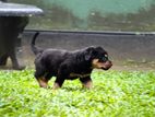 Rotweiler Puppy