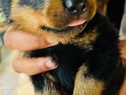 Rotweiler Puppy