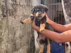 Rottweiler Puppies
