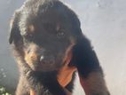 Rottweiler Puppy