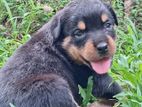 Rottweiler Puppy
