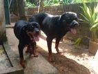 Rottweiler Dog