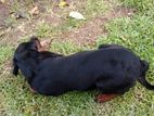 Rotweillar Dog