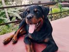 Rotweiller Female Dog