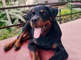 Rotweiller Female Dog