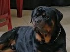 Rottweiler Puppies
