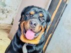 Rottweiler Dog