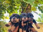 Rotweiller Puppies