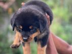 Rottweiler Puppy