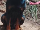Rottweiler Male Dog