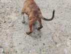 Rottweiler Mix Puppy
