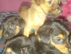 rotweler pupis