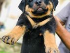 Rottweiler Puppy