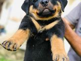 Rottweiler Puppy