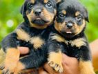 Rottweiler Puppies