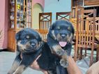Rottweiler Puppies