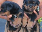 Rottweiler Puppies