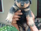 Rottweiler Puppy