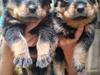 Rottweiler Puppies