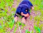 Rottweiler Puppy