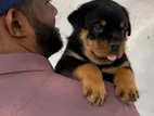 Rottweiler Puppy