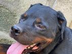 Rottweiler Dog for Crossing