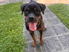 Rottweiler Dog
