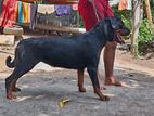 Rottweiler Female Dog