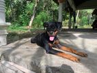 Rottweiler Female Dog