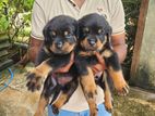 Rottweiler Puppies