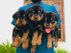 Rottweiler
