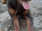 Rottweiler dog