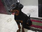 Rottweiler Dog