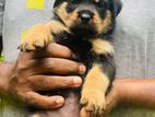 Rottweiler