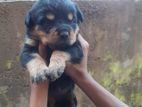 Rottweiler Puppy