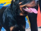 Rottweiler Male