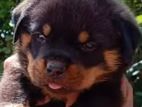 Rottweiler Puppy