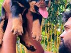 Rottweiler Puppy