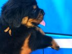 Rotwiler Puppy