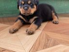 Rottweiler Puppy