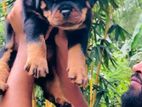 Rotweiler Puppy