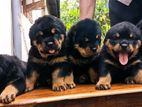 rotwiler puppy