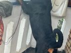 Rottweiler Dog For Crossing