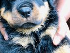 Rottweiler Puppy