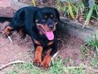 Rottweiler Puppy