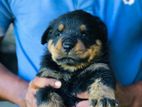 Rottweiler Puppies
