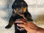 Rottweiler Puppies