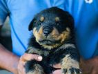 Rottweiler Puppy