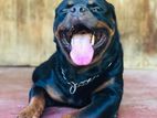 Rottweiler Puppy